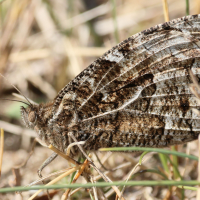 hipparchia_semele6bd (Hipparchia semele)