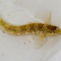 lipophrys_pholis5md (Lipophrys pholis)