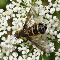 villa_cingulata2md