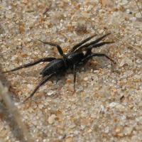 zelotes_sp3bd (Zelotes sp)