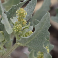 atriplex_laciniata3bmd (Atriplex laciniata)