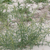 atriplex_littoralis4md