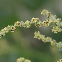 atriplex_littoralis5md