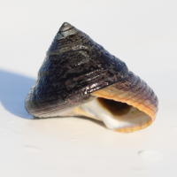 calliostoma_zizyphinum5md (Calliostoma zizyphinum)