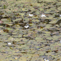 Hydrocharis morsus-ranae (Petit nénuphar, Grenouillette, Morène des grenouilles)