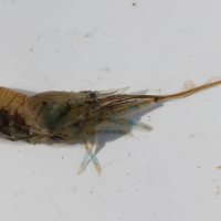 palaemon_elegans5md