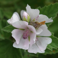 althaea_officinalis2md (Althaea officinalis)