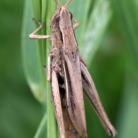 chorthippus_albomarginatus4md (Chorthippus albomarginatus)