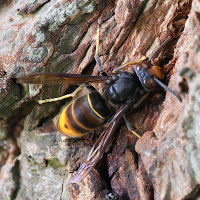 vespa_velutina9md (Vespa velutina)