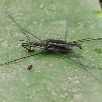 aquarius_paludum8bd (Aquarius paludum)