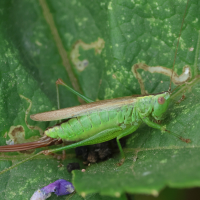 conocephalus_fuscus5bd (Conocephalus fuscus)