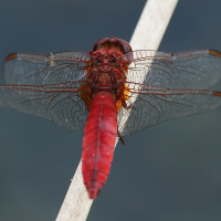 crocothemis_erythraea10bd (Crocothemis erythraea)
