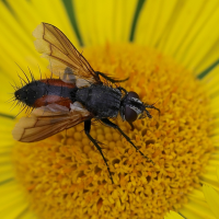 eriothrix_rufomacularus3mdjpg (Eriothrix rufomaculatus)