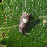 Pammene populana (Pamène du saule)