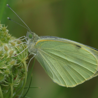 pieris_brassicae4bd