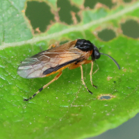 Athalia circularis (Tenthrède)