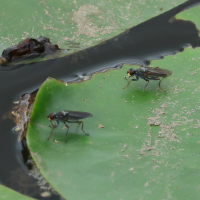 Hydromyza livens (Mouche des nénuphars)