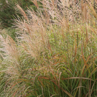 miscanthus_sinensis6md
