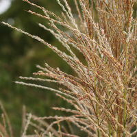 miscanthus_sinensis7md