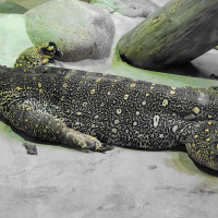 varanus_gouldii3bd (Varanus gouldii)
