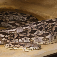 acrantophis_dumerili2md (Acrantophis dumerili)