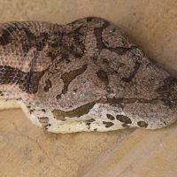 acrantophis_dumerili3md (Acrantophis dumerili)