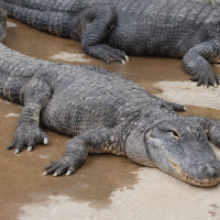 alligator_mississipiensis5md (Alligator mississipiensis)