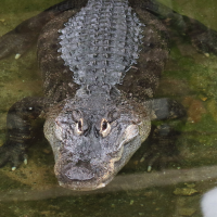 alligator_mississipiensis6md (Alligator mississipiensis)