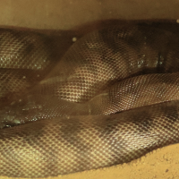 Aspidites melanocephalus (Python à tête noire)