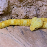 bothriechis_schlegelii3md (Bothriechis schlegelii)