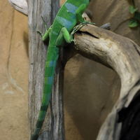 Brachylophus fasciatus (Iguane des Fidji)