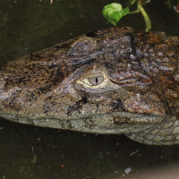 caiman_latirostris2md (Caiman latirostris)