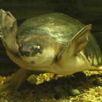 carettochelys_insculpta4md
