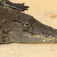 crocodylus_niloticus2bd (Crocodylus niloticus)