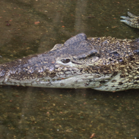 crocodylus_rhombifer3md (Crocodylus rhombifer)