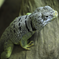 crotaphytus_collaris_collaris1md (Crotaphytus collaris)