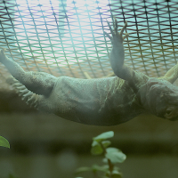 Ctenosaura defensor (Iguane à queue épineuse du Yucatan)