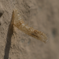 emmelina_monodactyla_chrys2md (Emmelina monodactyla)