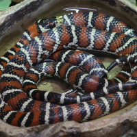 Lampropeltis pyromelana (Faux-corail du Sonora, Serpent-roi du Chihuahua)