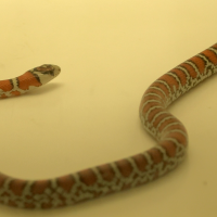 lampropeltis_pyromelana_juv1bd (Lampropeltis pyromelana)