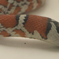 lampropeltis_pyromelana_juv2md (Lampropeltis pyromelana)