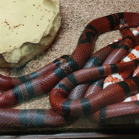 lampropeltis_triangulum_hondurensis2bd (Lampropeltis triangulum ssp. hondurensis)