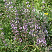Mentha pulegium (Menthe Pouliot)
