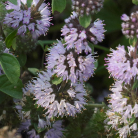 mentha_pulegium3md (Mentha pulegium)