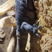 Ctenosaura palearis (Iguane à queue épineuse du Guatemala, Iguane de la Motagua)
