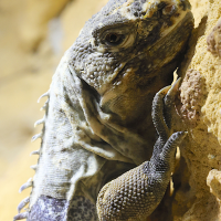 ctenosaura_palearis2md (Ctenosaura palearis)