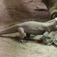 Cyclura cornuta (Iguane cornu, Iguane rhinocéros)