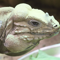 cyclura_cornuta3md (Cyclura cornuta)