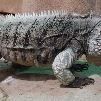 Cyclura lewisi (Iguane bleu)