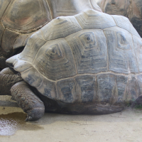 Dipsochelys elephantina (Tortue géante d'Aldabra)